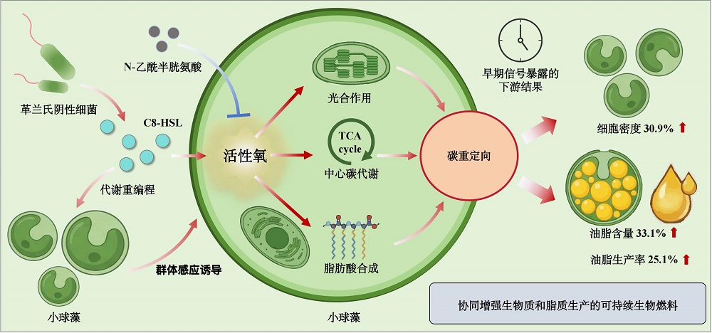 一种细菌信号分子让一株微藻绿色情绪伦理一区二区三产油多